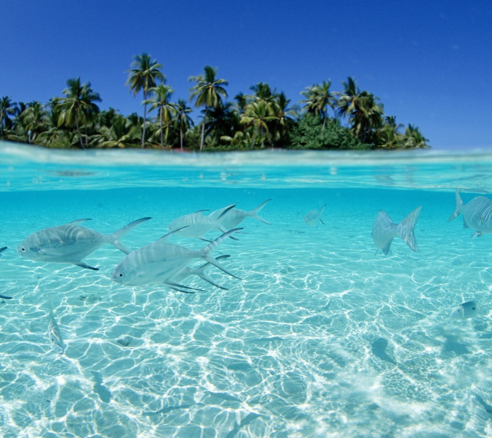 Tropical Island And Fish In Blue Sea wallpaper 960x854