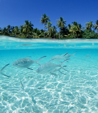 Tropical Island And Fish In Blue Sea - Obrázkek zdarma pro Nokia C1-01