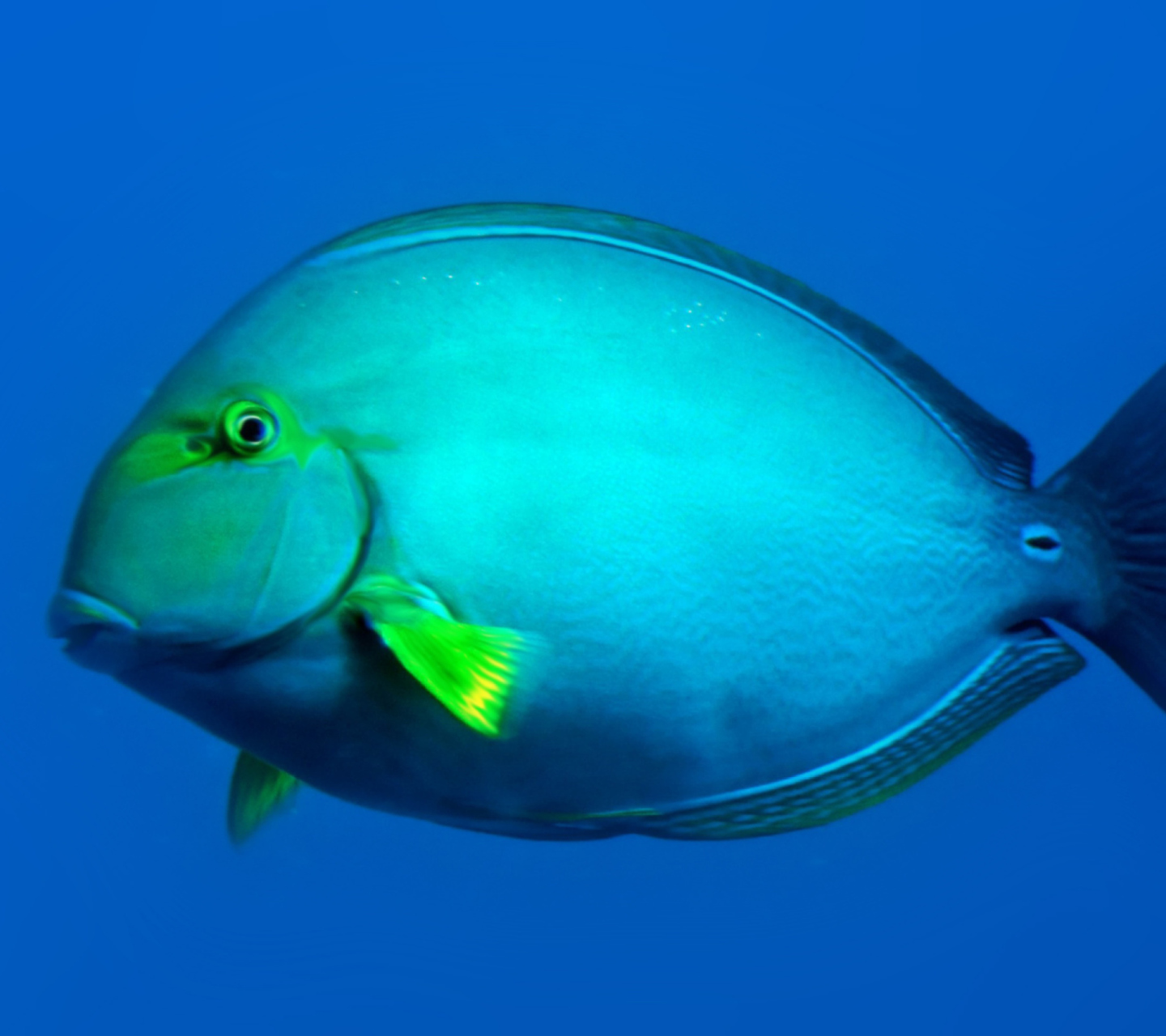 Underwater Honolulu Hawaii screenshot #1 1440x1280