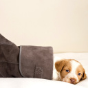 Обои Puppy in Boot 128x128