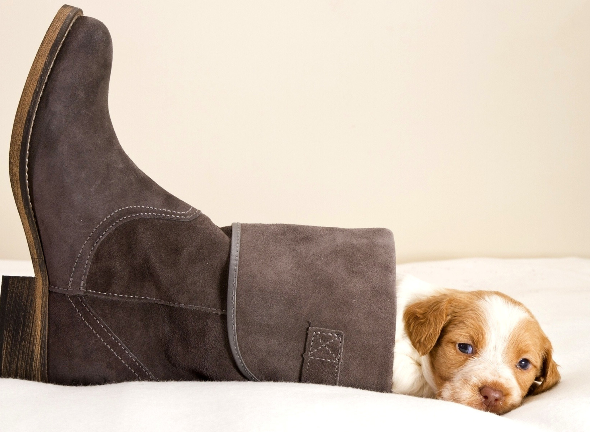 Puppy in Boot wallpaper 1920x1408