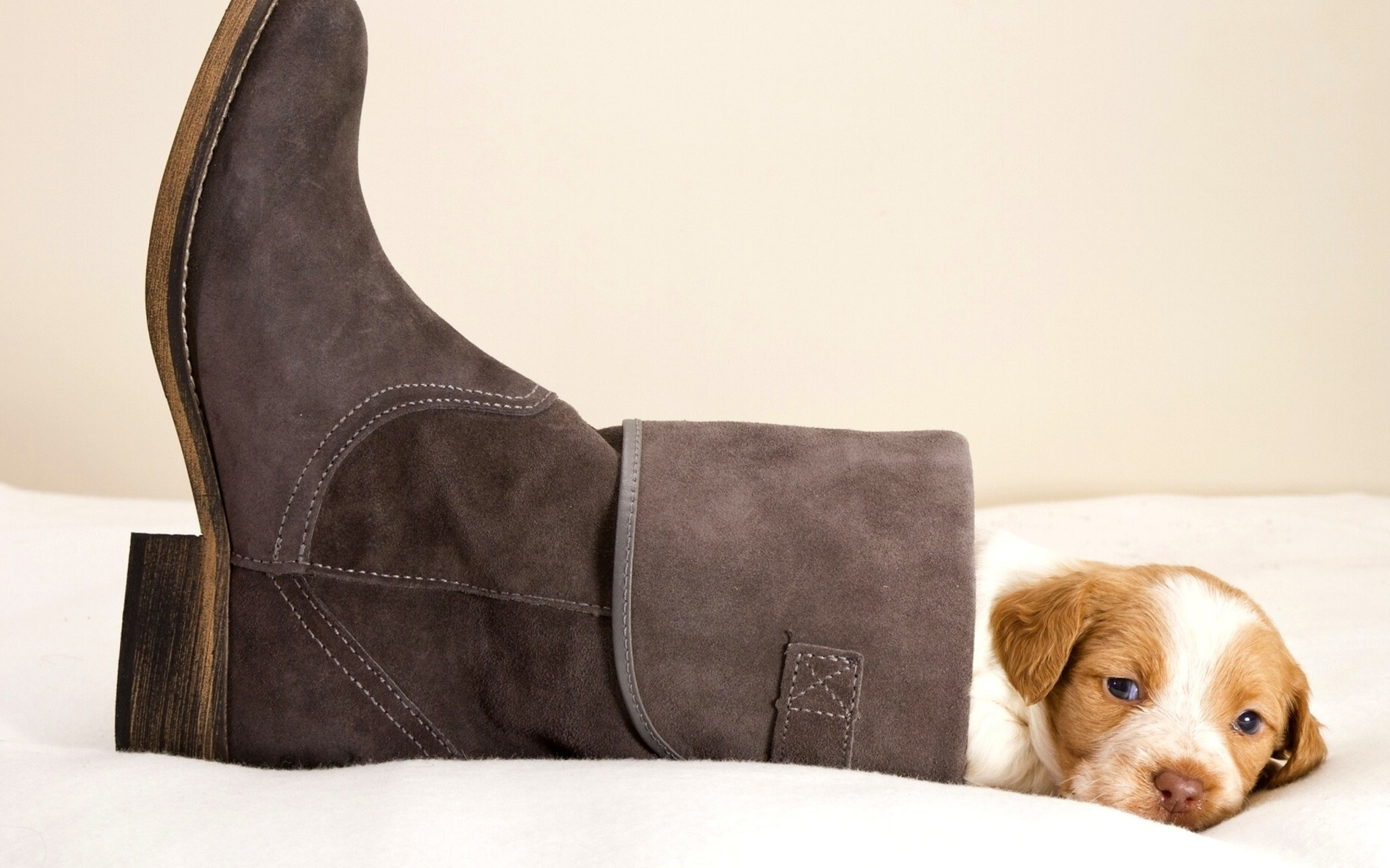 Puppy in Boot wallpaper 2560x1600