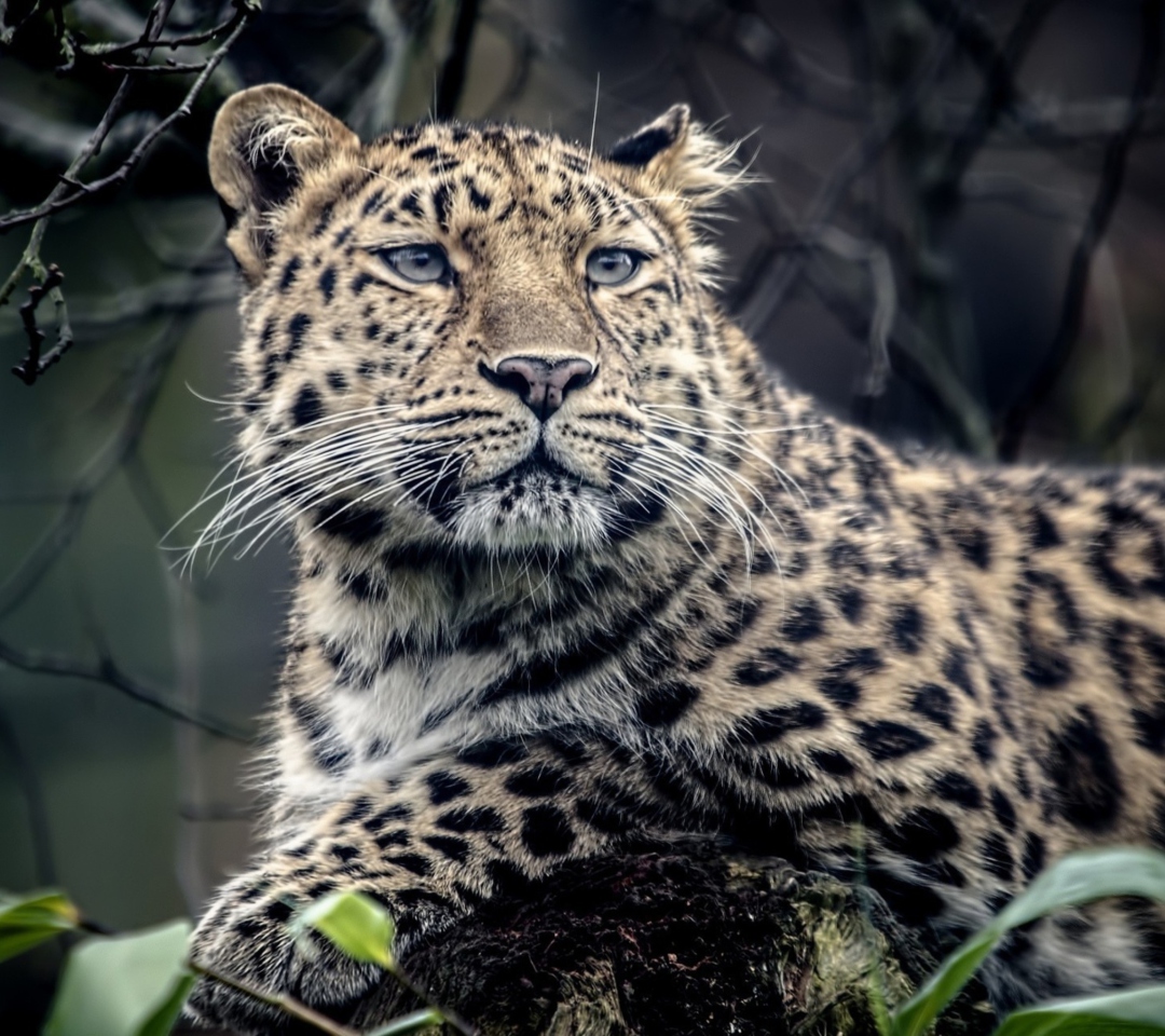 Fondo de pantalla Wild Jaguar 1080x960