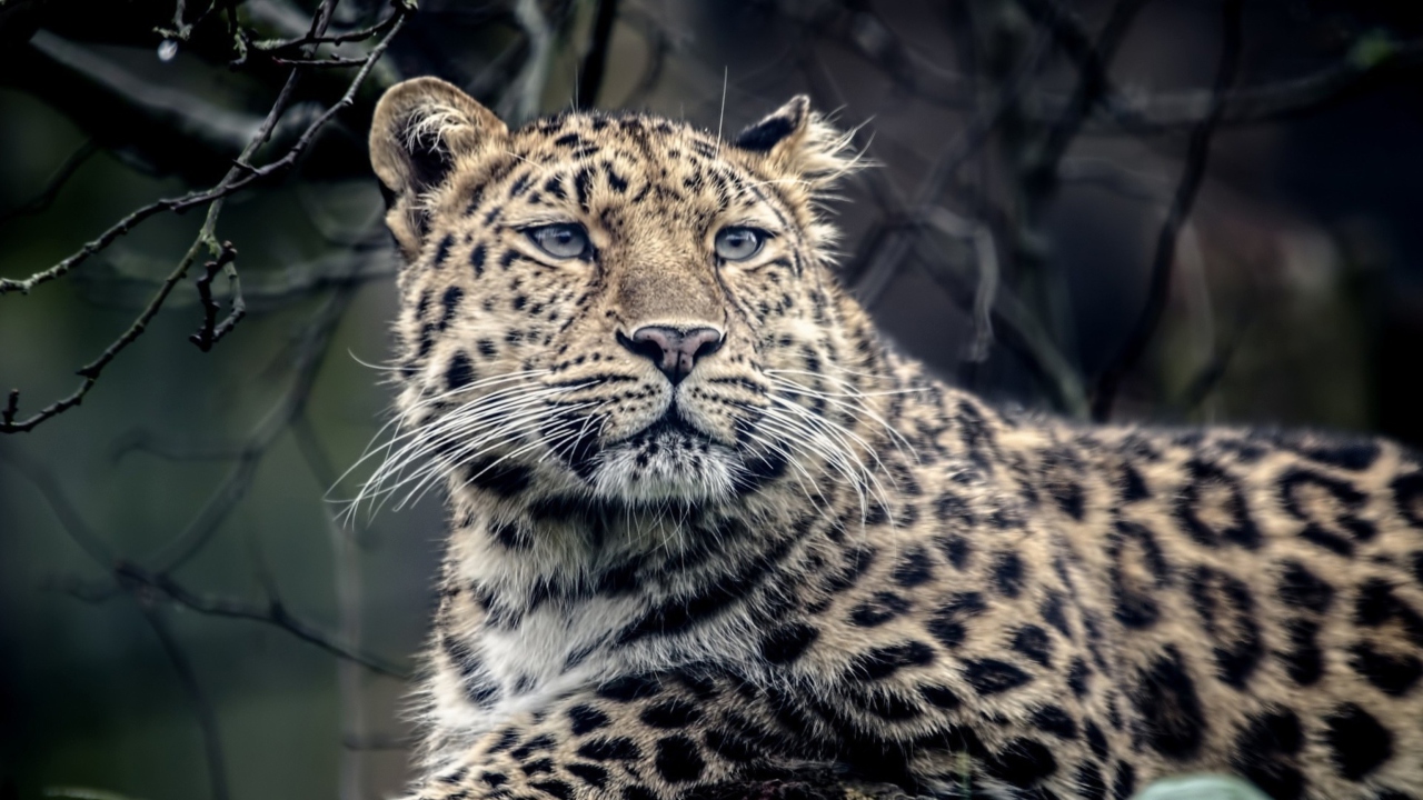 Das Wild Jaguar Wallpaper 1280x720