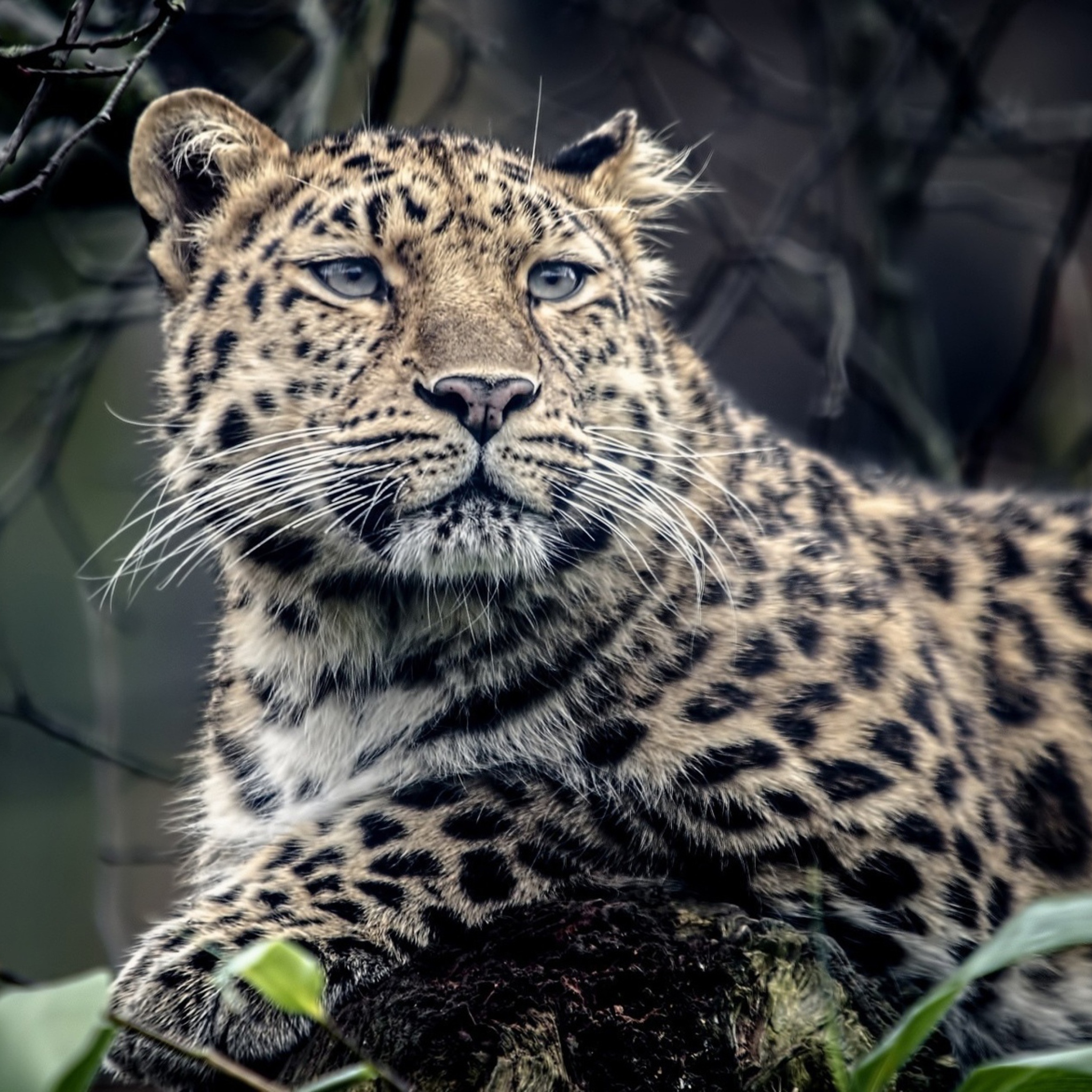 Найти фотки на телефон. Леопард снежный Барс Ягуар. Берберийский леопард. Ягуар животное. Красивый леопард.