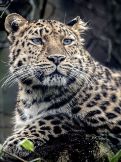 Wild Jaguar screenshot #1 240x320