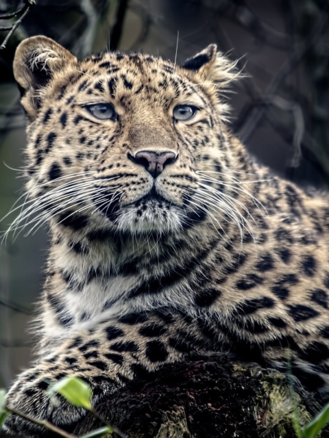 Fondo de pantalla Wild Jaguar 480x640