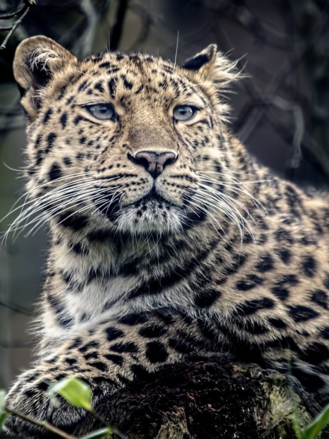 Wild Jaguar wallpaper 480x640