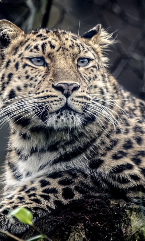 Wild Jaguar screenshot #1 480x800