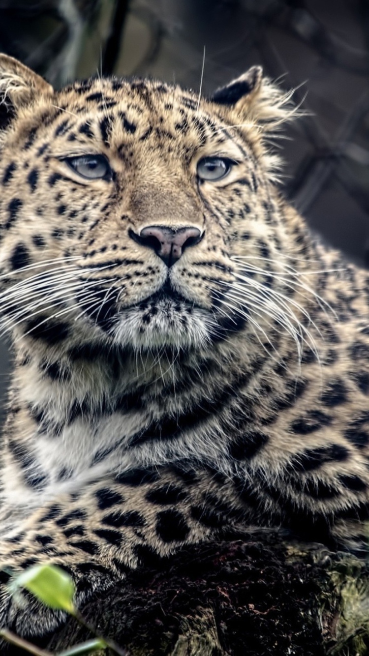 Wild Jaguar wallpaper 750x1334