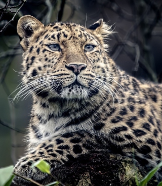 Wild Jaguar - Obrázkek zdarma pro 750x1334