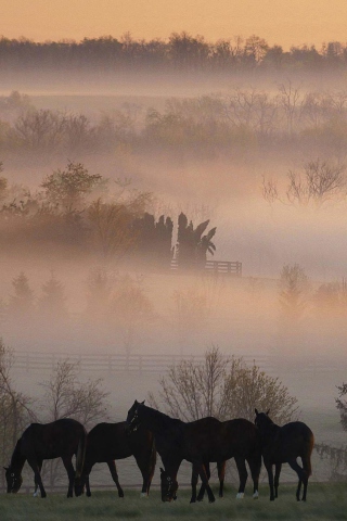 Horse Farm screenshot #1 320x480