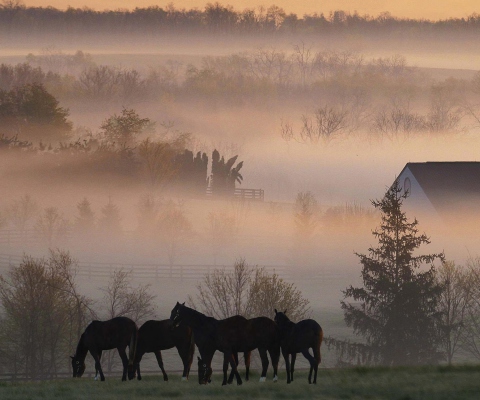 Horse Farm screenshot #1 480x400