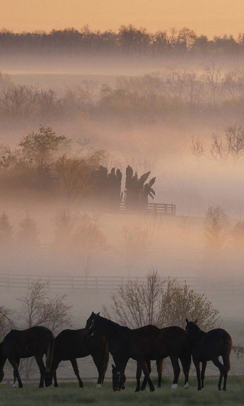 Horse Farm screenshot #1 480x800