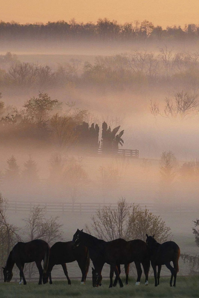 Horse Farm screenshot #1 640x960