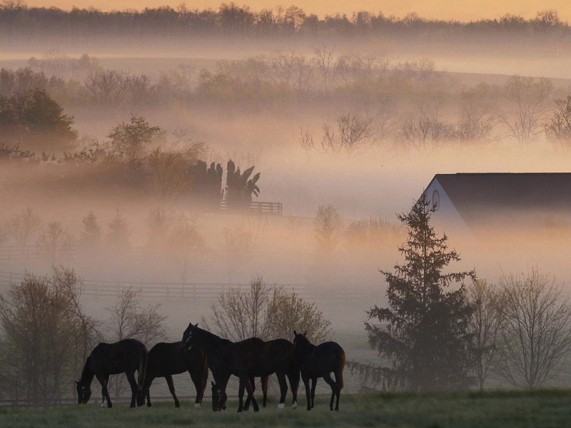 Horse Farm wallpaper 800x600