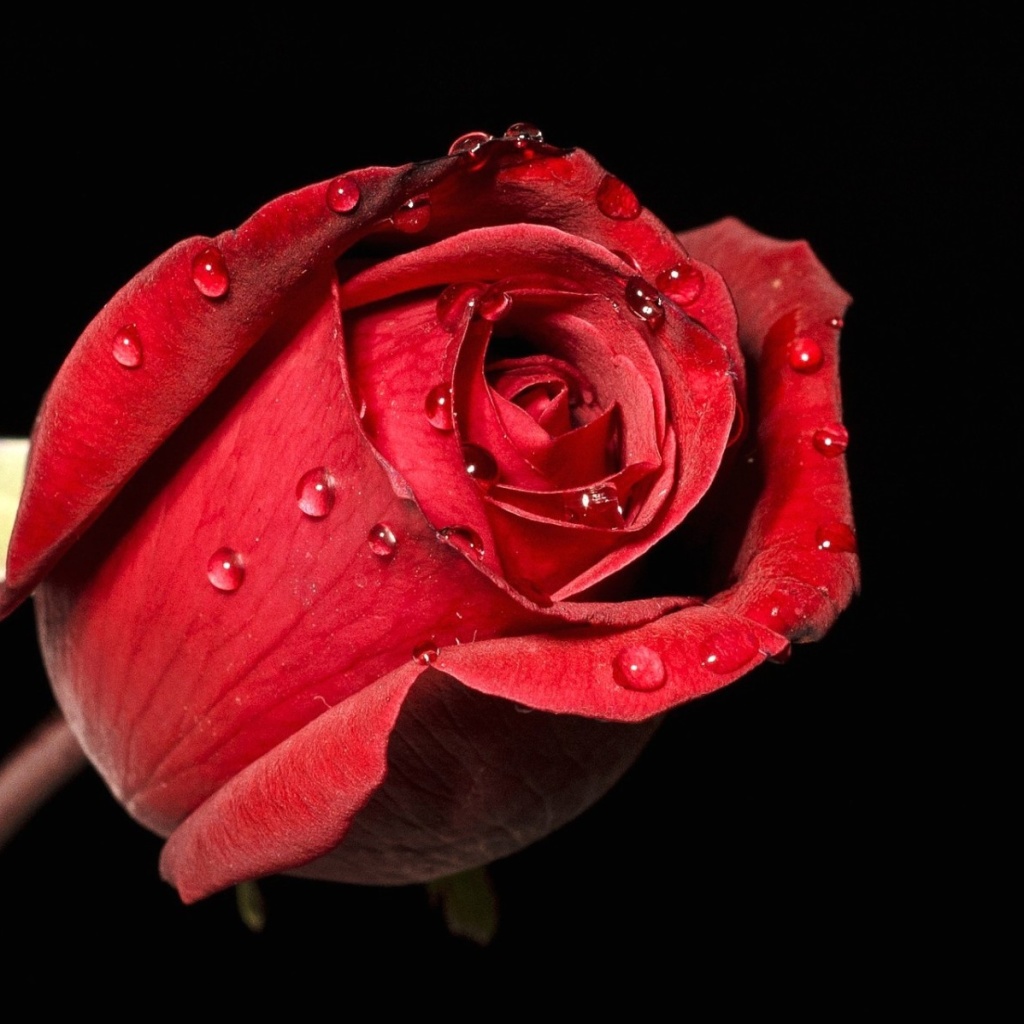 Обои Red rose bud 1024x1024