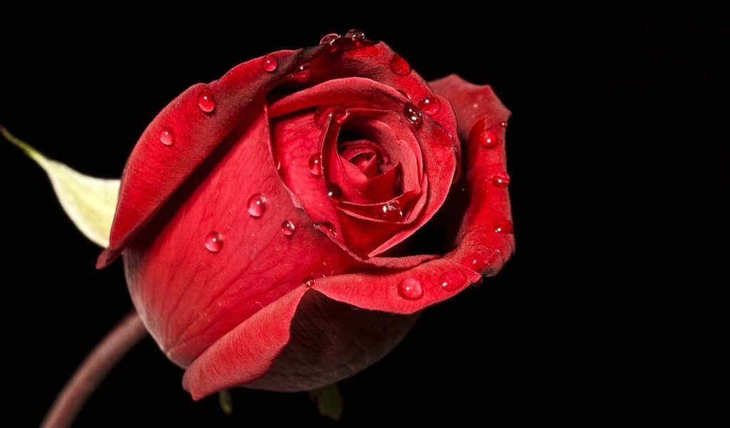 Обои Red rose bud 1024x600