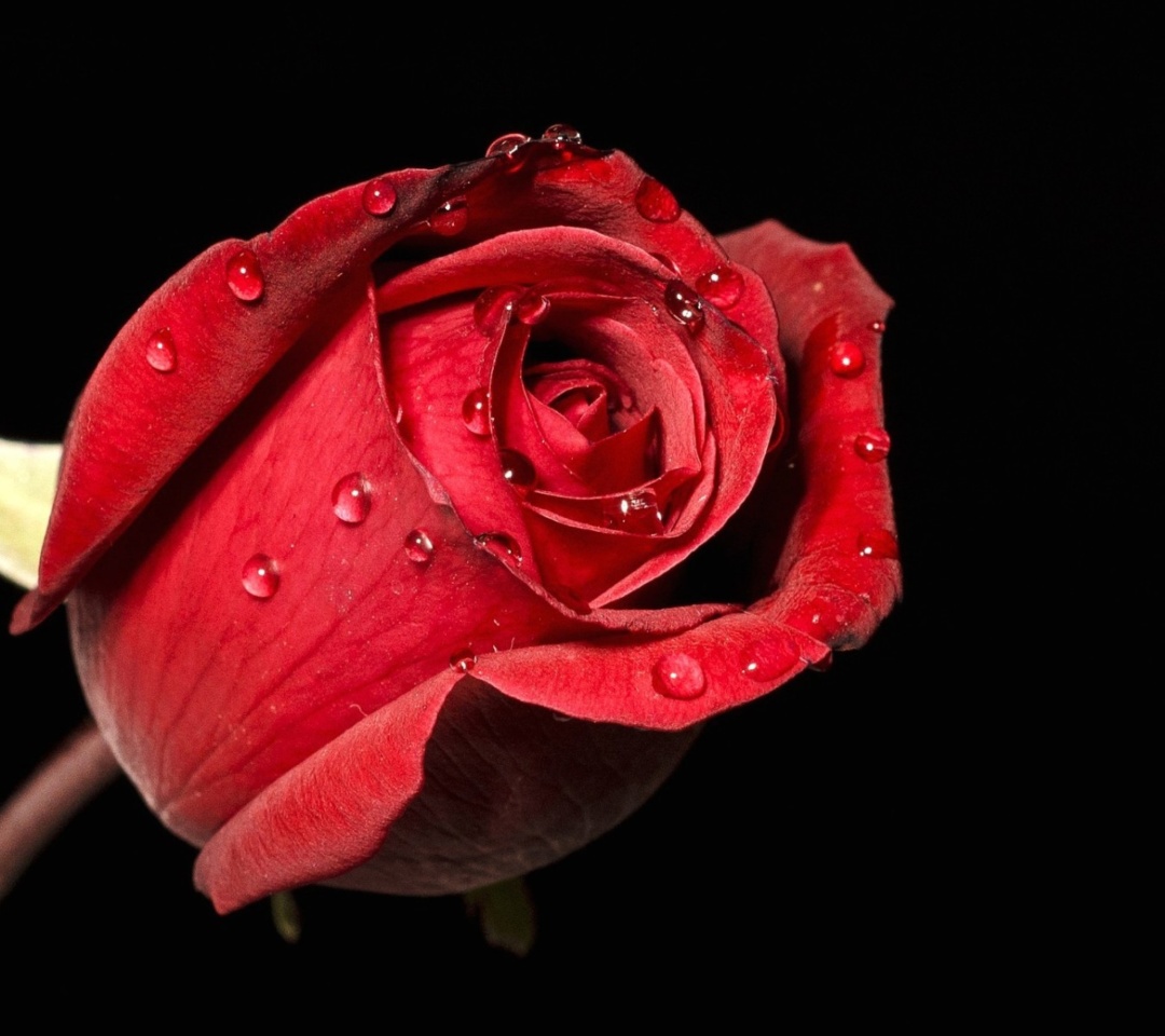 Fondo de pantalla Red rose bud 1080x960