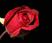 Обои Red rose bud 176x144