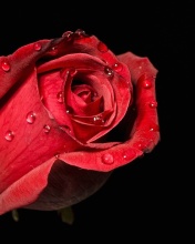 Обои Red rose bud 176x220