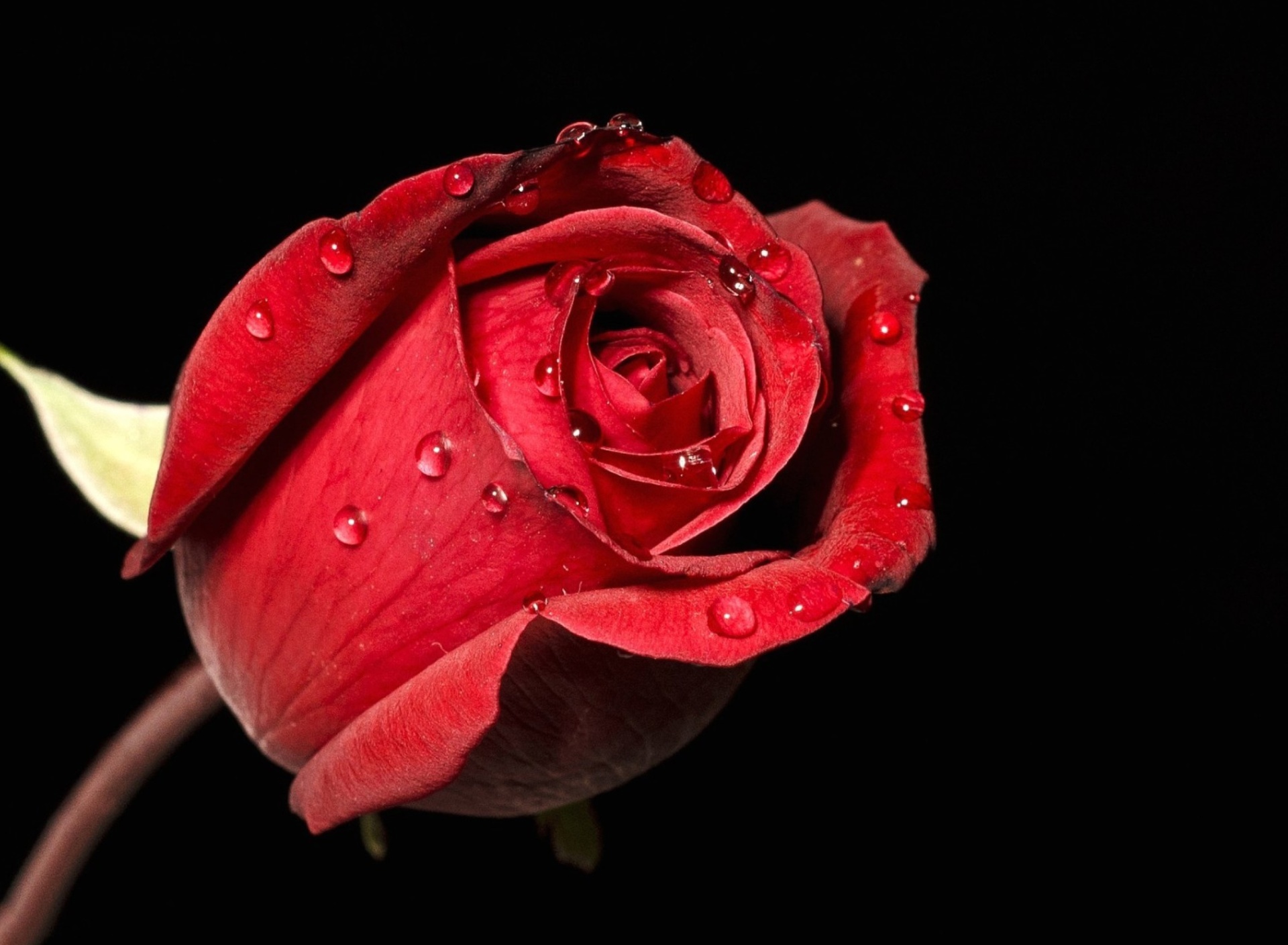 Обои Red rose bud 1920x1408