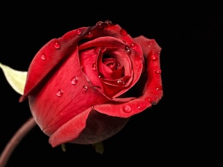 Обои Red rose bud 320x240