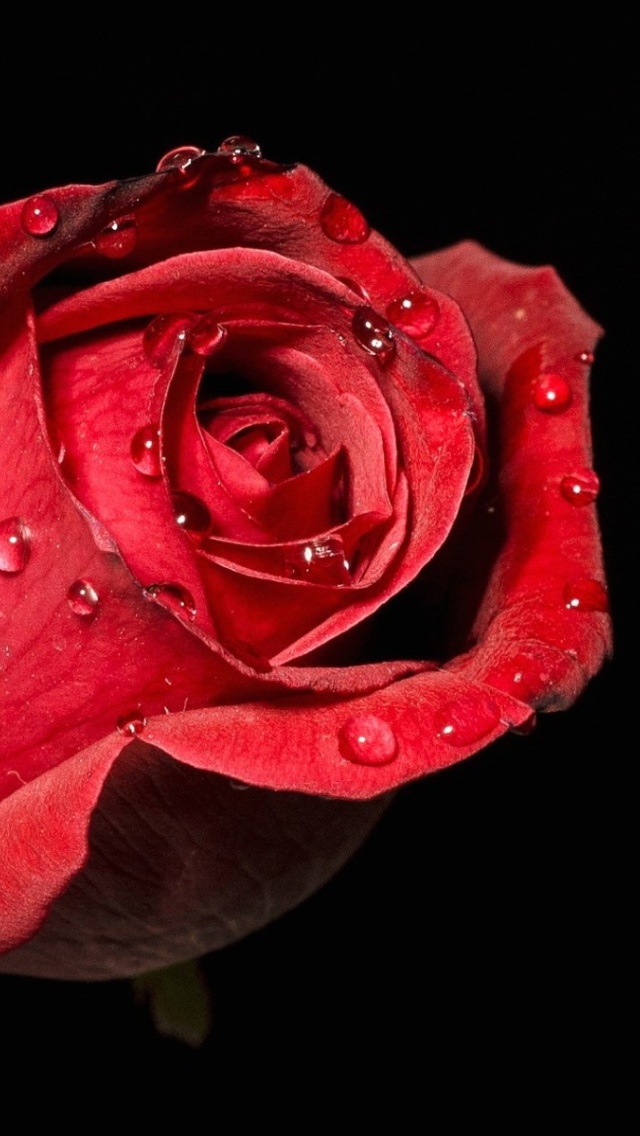 Sfondi Red rose bud 640x1136
