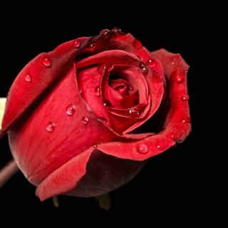 Red rose bud - Fondos de pantalla gratis para 128x128