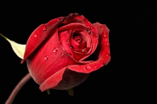 Red rose bud Background for Android, iPhone and iPad