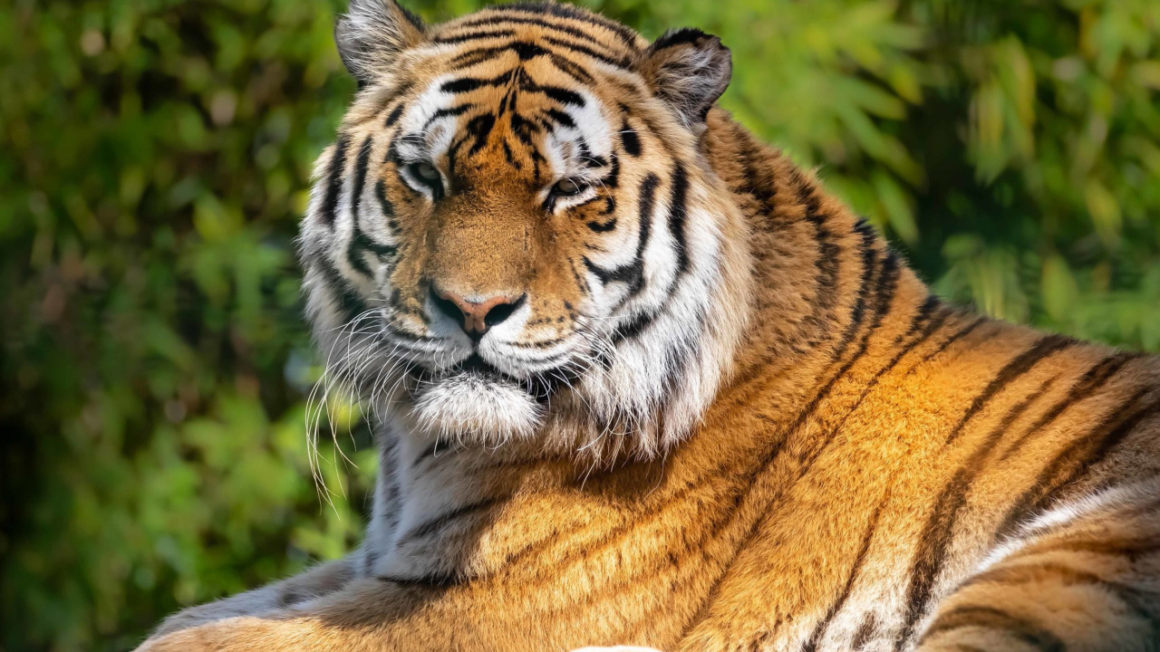 Fondo de pantalla Malay Tiger at the New York Zoo 1280x720