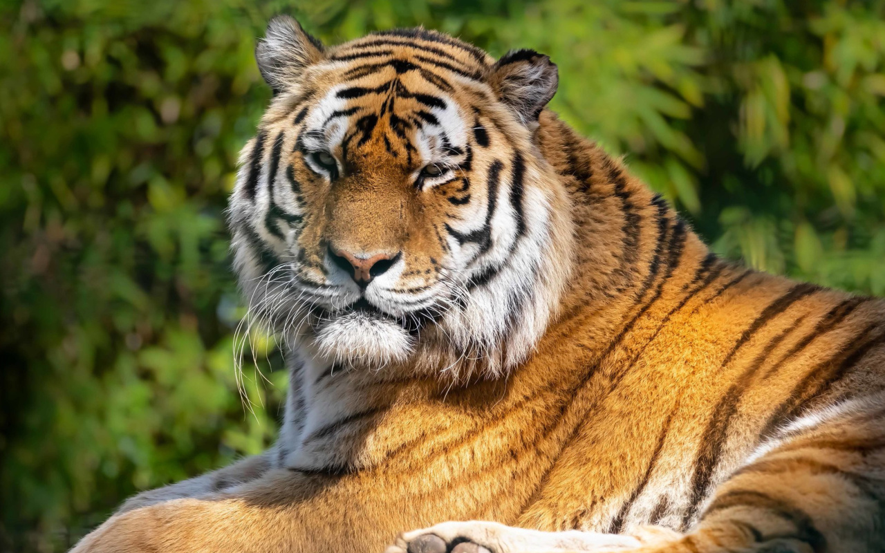 Screenshot №1 pro téma Malay Tiger at the New York Zoo 1280x800
