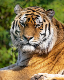 Обои Malay Tiger at the New York Zoo 128x160