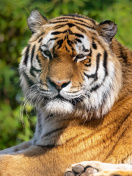 Fondo de pantalla Malay Tiger at the New York Zoo 132x176