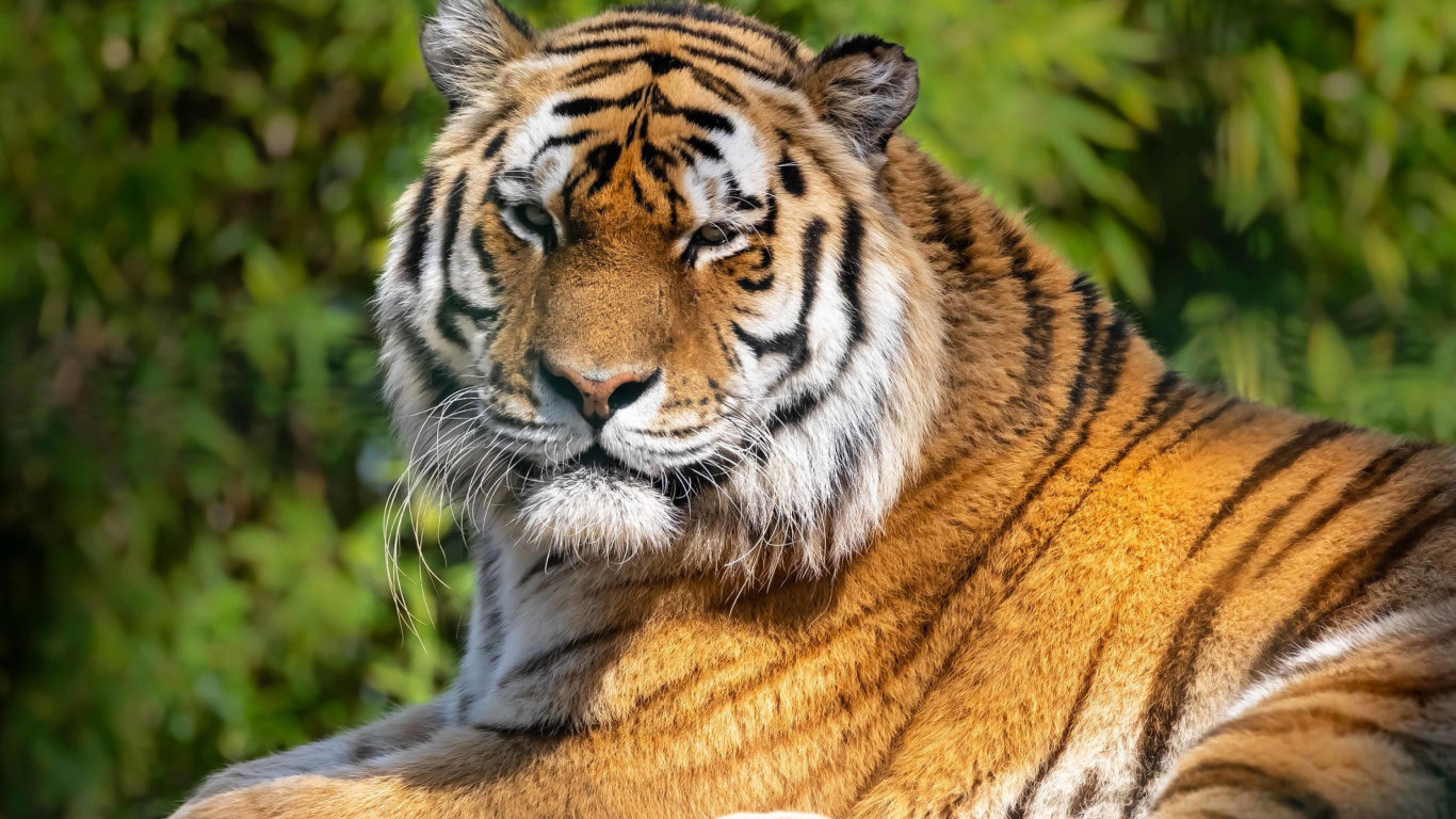 Malay Tiger at the New York Zoo wallpaper 1366x768