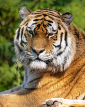 Обои Malay Tiger at the New York Zoo 176x220