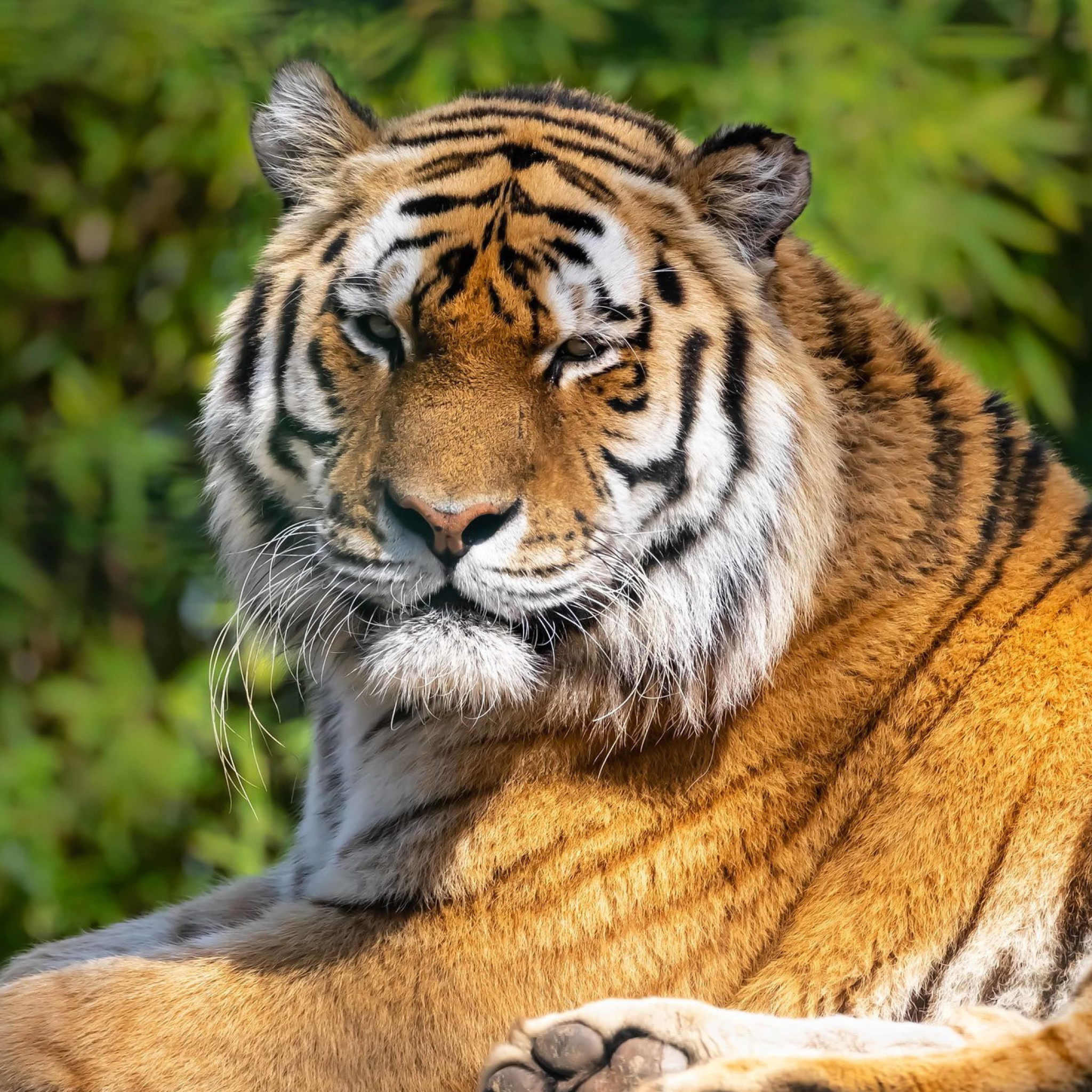 Sfondi Malay Tiger at the New York Zoo 2048x2048