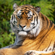 Fondo de pantalla Malay Tiger at the New York Zoo 208x208