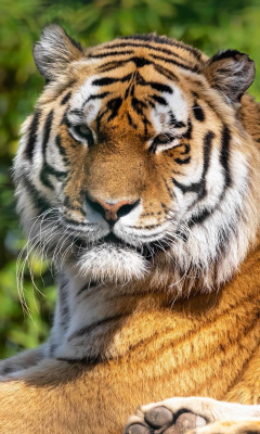 Malay Tiger at the New York Zoo wallpaper 240x400