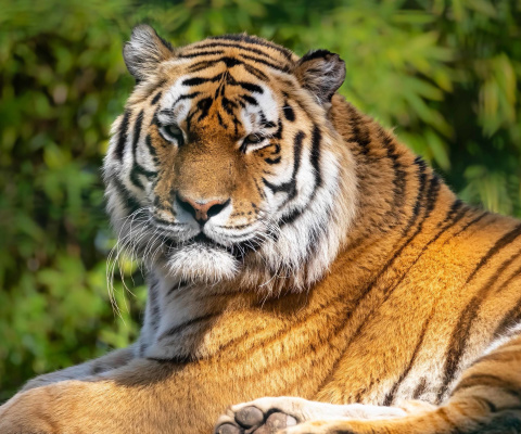 Fondo de pantalla Malay Tiger at the New York Zoo 480x400