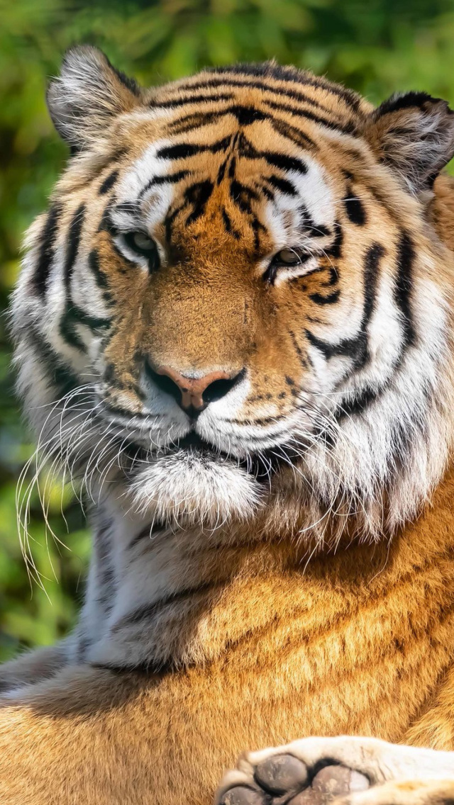 Malay Tiger at the New York Zoo wallpaper 640x1136