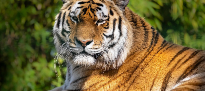 Fondo de pantalla Malay Tiger at the New York Zoo 720x320