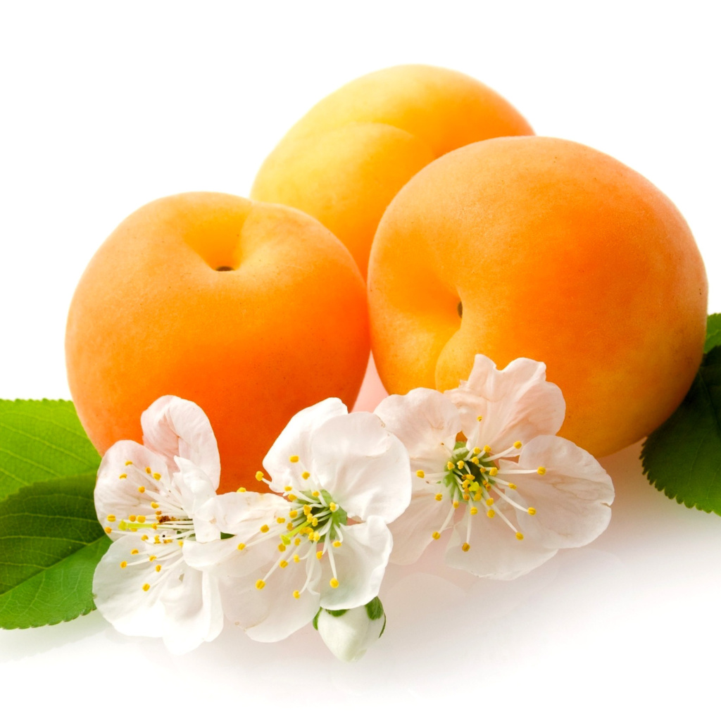 Apricot Fruit wallpaper 1024x1024