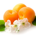 Sfondi Apricot Fruit 128x128