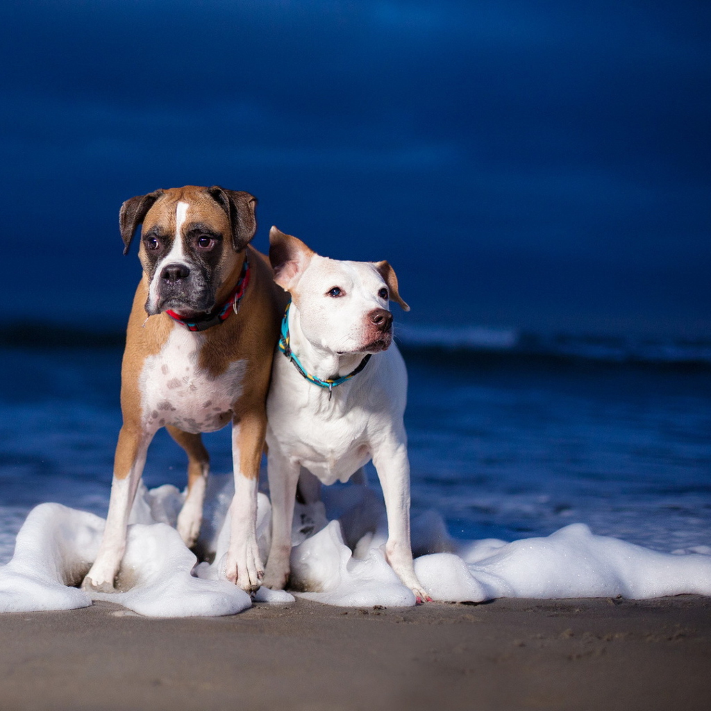 Fondo de pantalla Dogs On Sea Coast 1024x1024