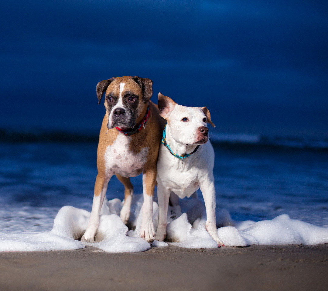 Обои Dogs On Sea Coast 1080x960