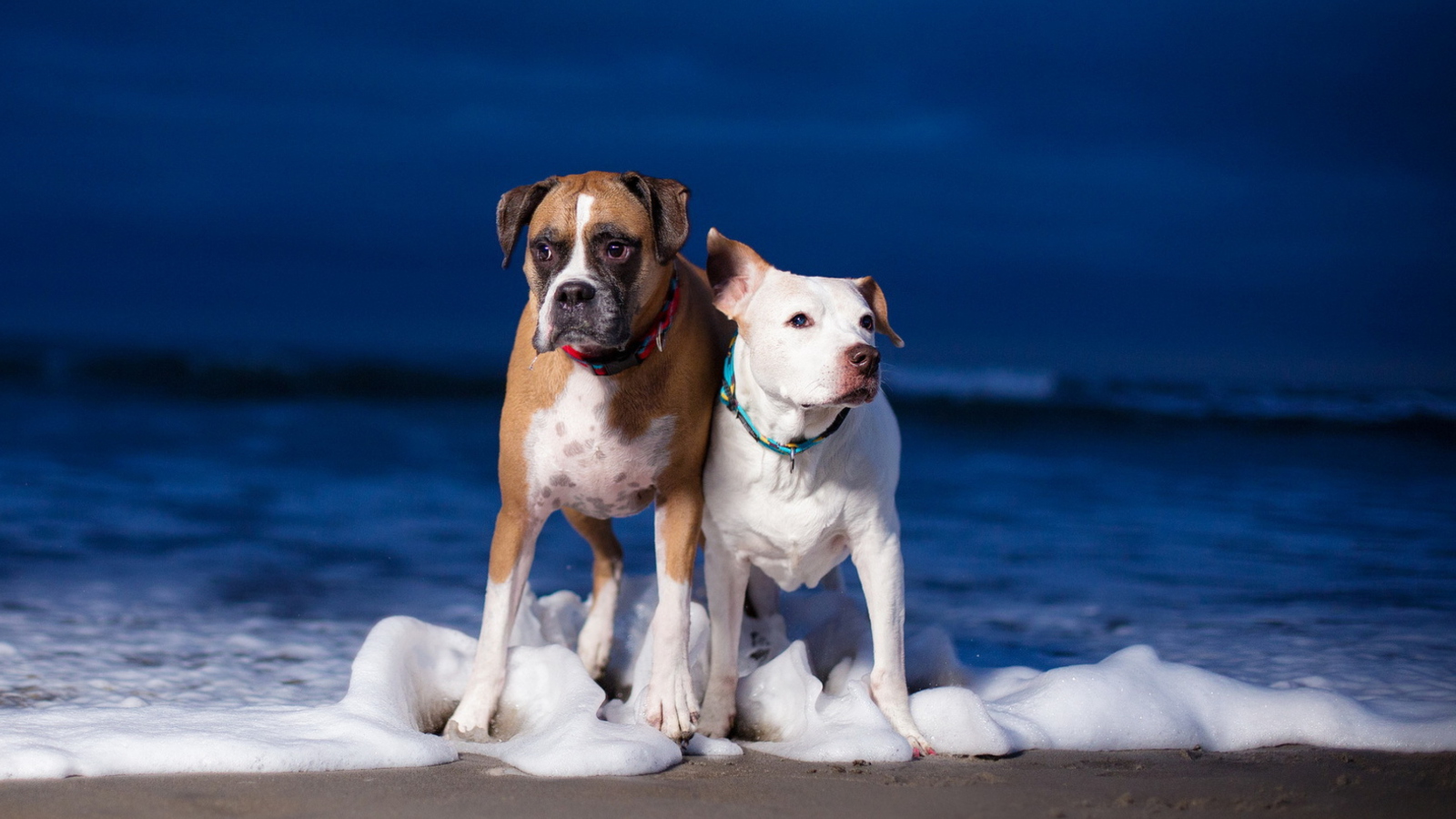 Das Dogs On Sea Coast Wallpaper 1600x900