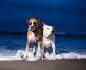 Sfondi Dogs On Sea Coast 176x144