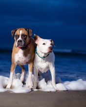 Fondo de pantalla Dogs On Sea Coast 176x220