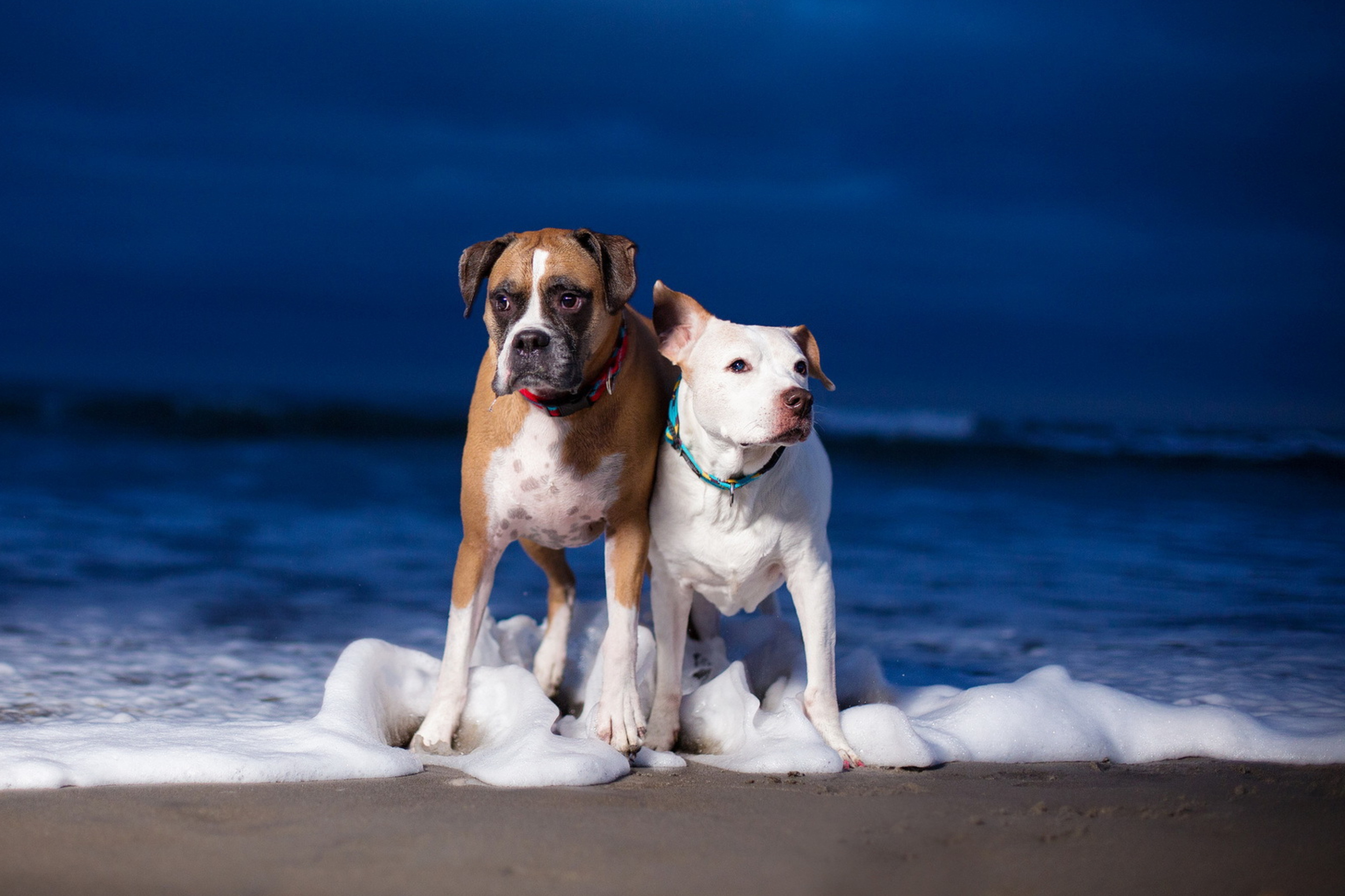 Sfondi Dogs On Sea Coast 2880x1920